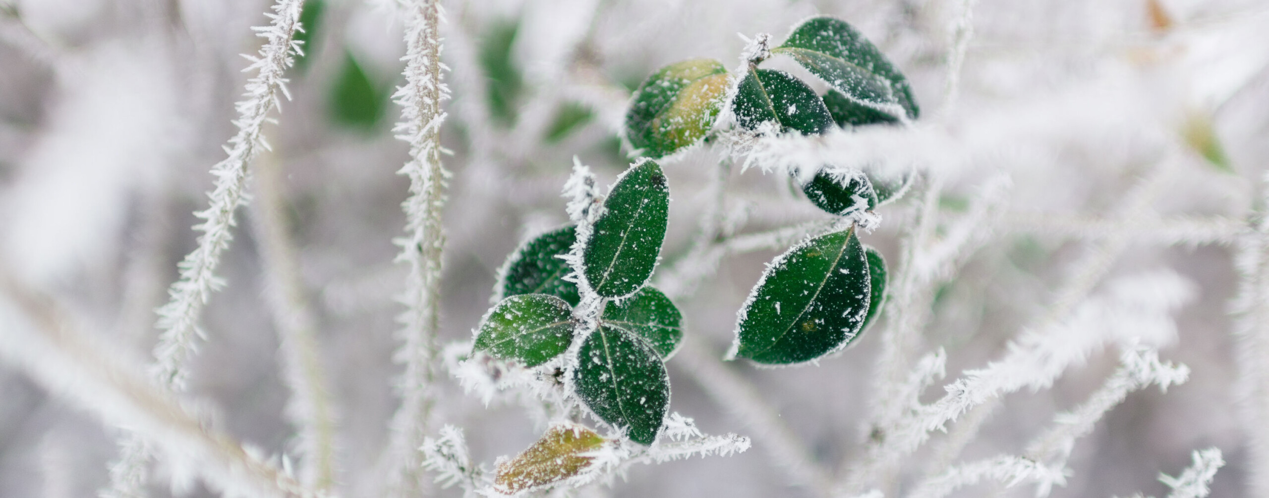 Celtic Winter rodion-kutsaiev-QN2BhLmoUJ0-unsplash resize